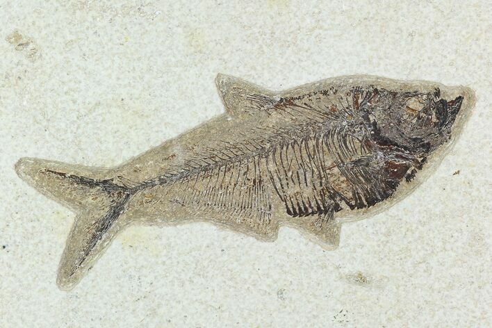 5.5" Fossil Fish (Diplomystus) - Green River Formation